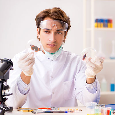 Entomologia Forense